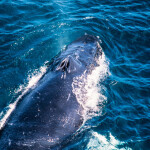 a humpback whale