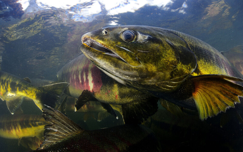 Alaskan chum salmon bycatch limit is not enough, Kawerak Tribe argues after NPFMC meeting