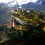 Alaskan chum salmon bycatch limit is not enough, Kawerak Tribe argues after NPFMC meeting