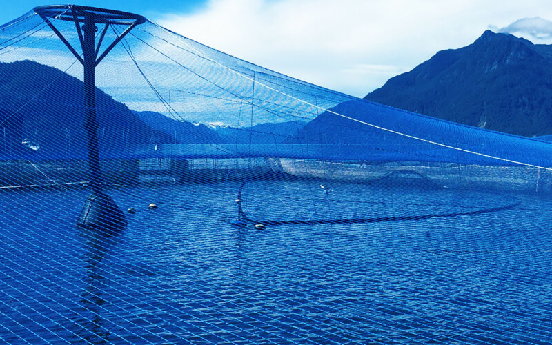 A Cooke Chile farm