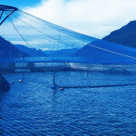 A Cooke Chile farm