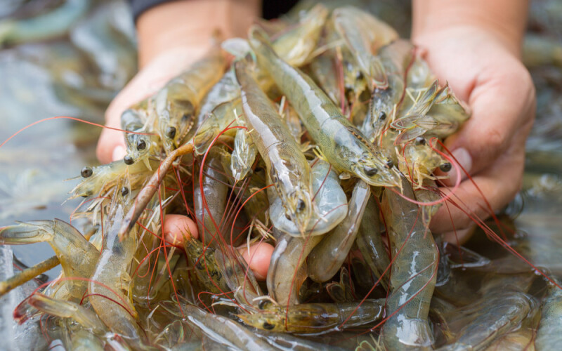 shrimp