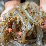 shrimp