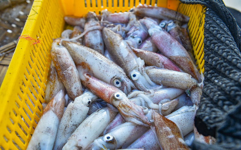 Argentine shortfin squid