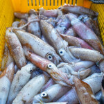 Argentine shortfin squid