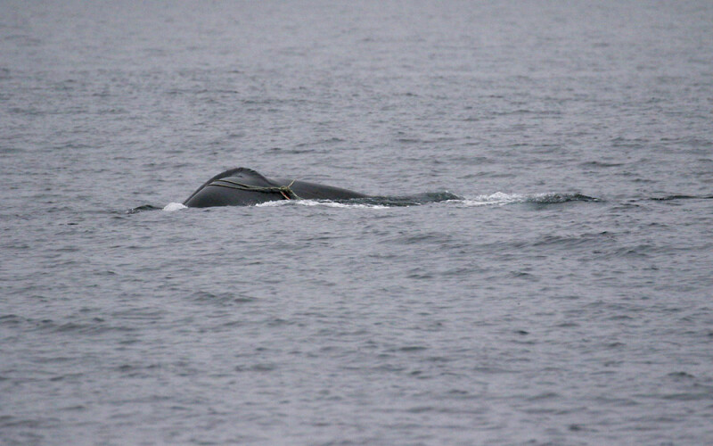 an entangled whale