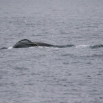 an entangled whale