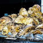 louisiana oysters