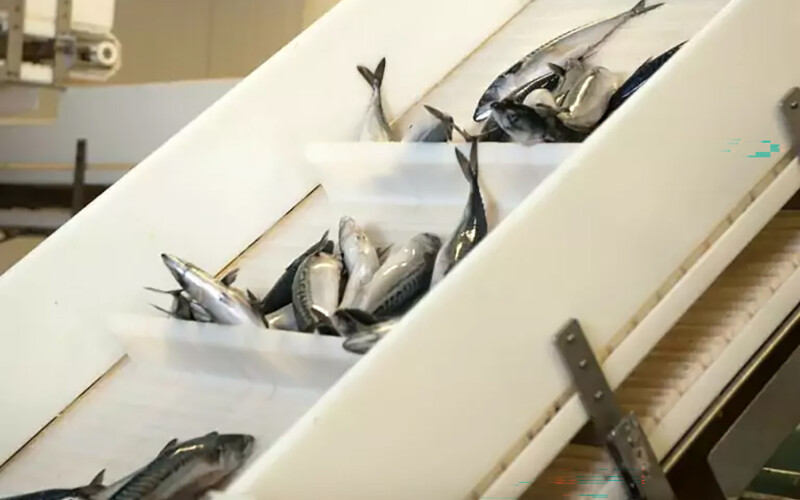 Mackerel processing