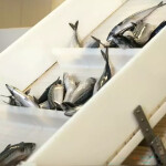 Mackerel processing