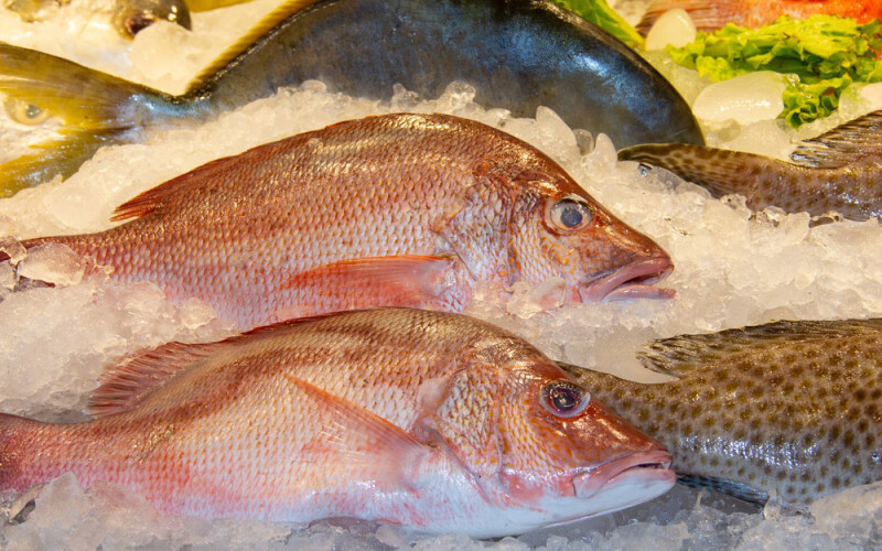 red snapper