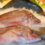 red snapper