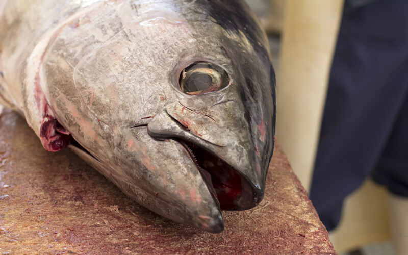 Atlantic bluefin tuna