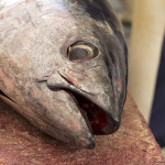 Atlantic bluefin tuna