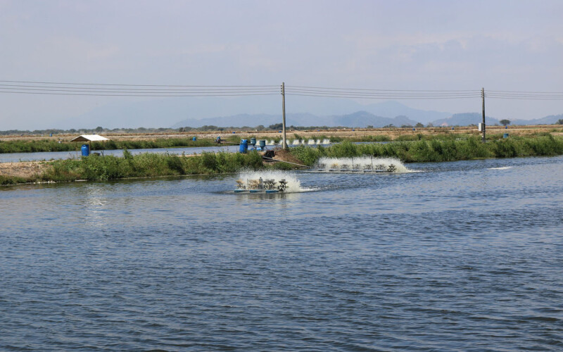 A shrimp farm in Ecuador
