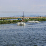 A shrimp farm in Ecuador