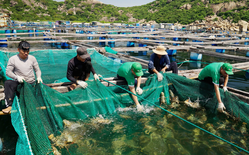 Lobster farming at a KLC Seafood-affiliated farm