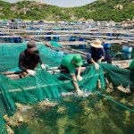 Lobster farming at a KLC Seafood-affiliated farm