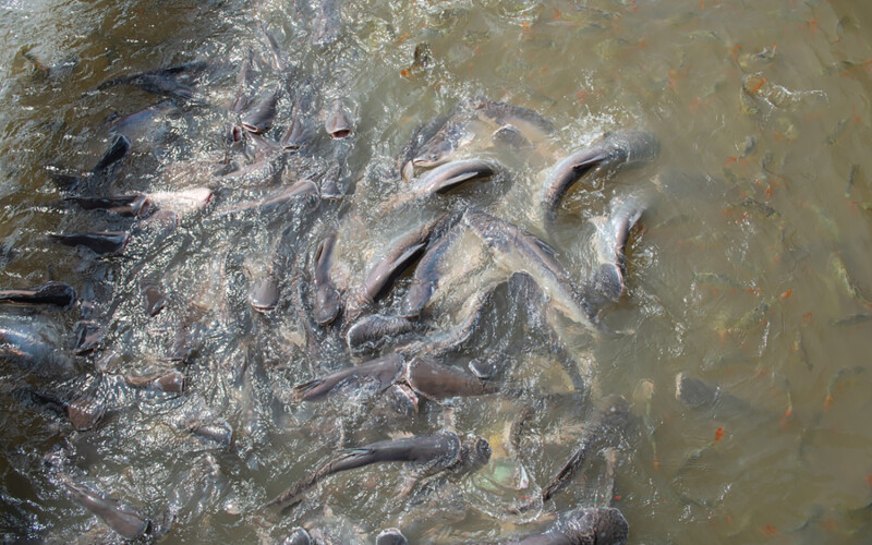 Pangasius farm