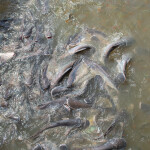 Pangasius farm