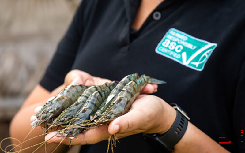 A person holding prawns