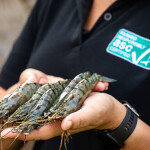 A person holding prawns