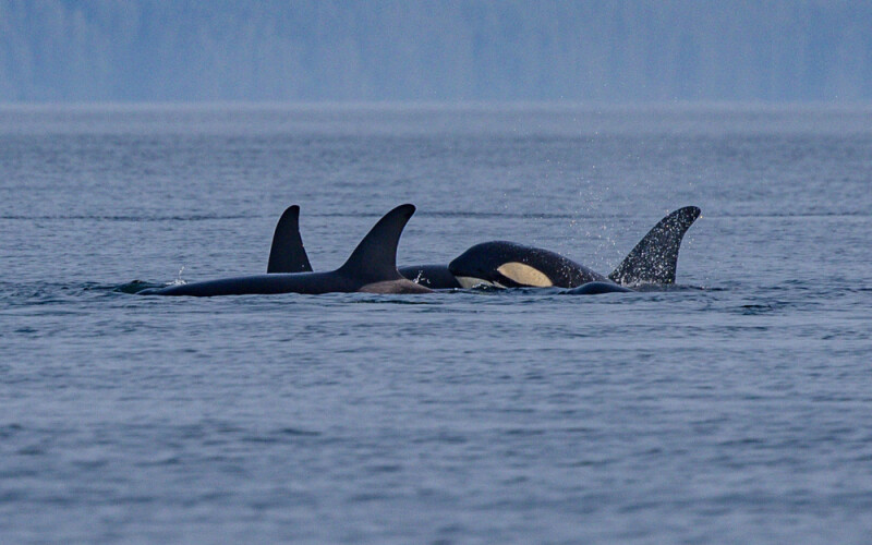 killer whales