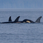 killer whales