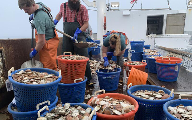 A large catch of young Atlantic sea scallops collected during the 2025 survey is sorted into baskets and counted aboard the F/V Selje