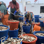 A large catch of young Atlantic sea scallops collected during the 2025 survey is sorted into baskets and counted aboard the F/V Selje