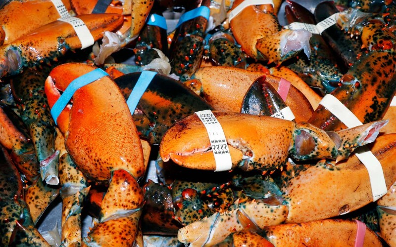 Discarded Maine lobster shells