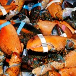 Discarded Maine lobster shells