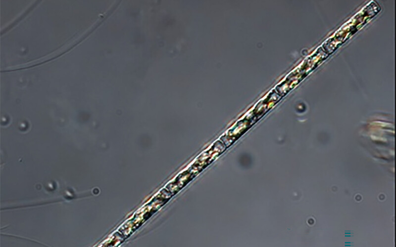 The Leptocylindrus minimus strand of algae