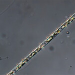 The Leptocylindrus minimus strand of algae