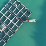 A fish farm off of Fuzhou, China