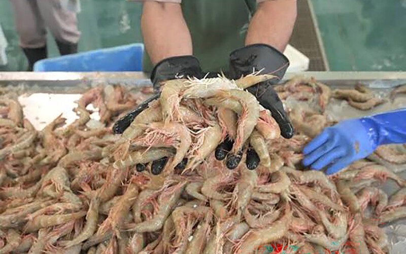 A person holding shrimp