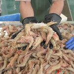 A person holding shrimp