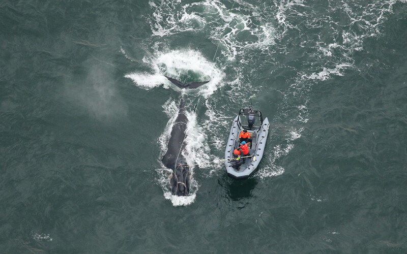 an entangled whale