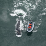 an entangled whale