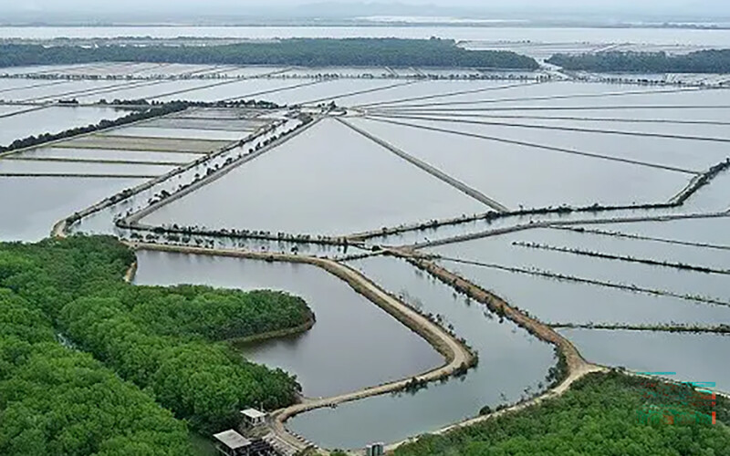 An Ecuadorian shrimp farm