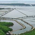 An Ecuadorian shrimp farm