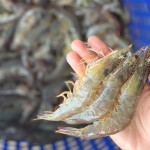 A person in Thailand holding a handful of recently-harvested shrimp
