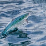 A salmon jumps out of the water at Andfjord Salmon's facility