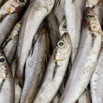 A pile of blue whiting