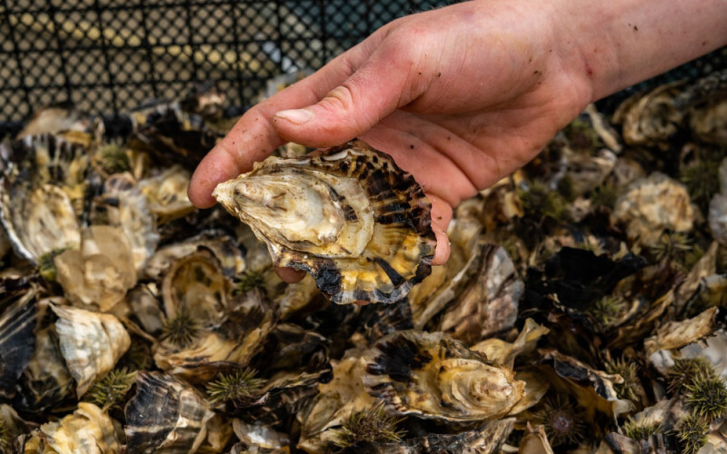 oysters
