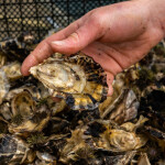 oysters