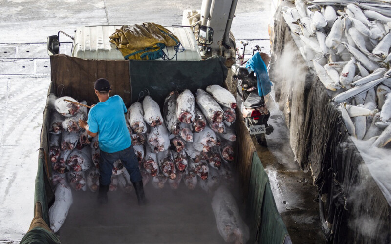 A worker loading frozen tuna on a truck
