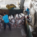 A worker loading frozen tuna on a truck