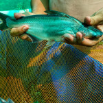 A man holding a pangasius