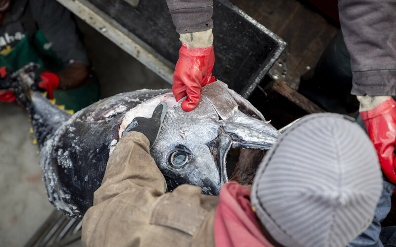 a tuna